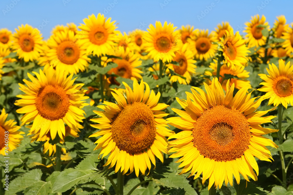 Field of Sunflowers
