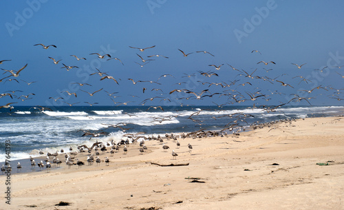 gaivotas na praia
