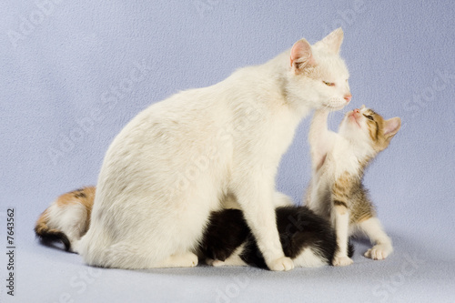 four kitten with her mom, isolated