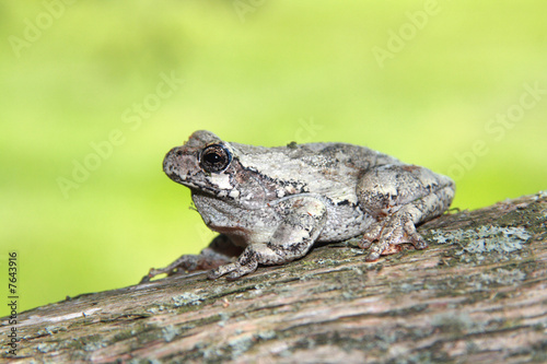 gray tree frog on a cedar tree © Dave Willman