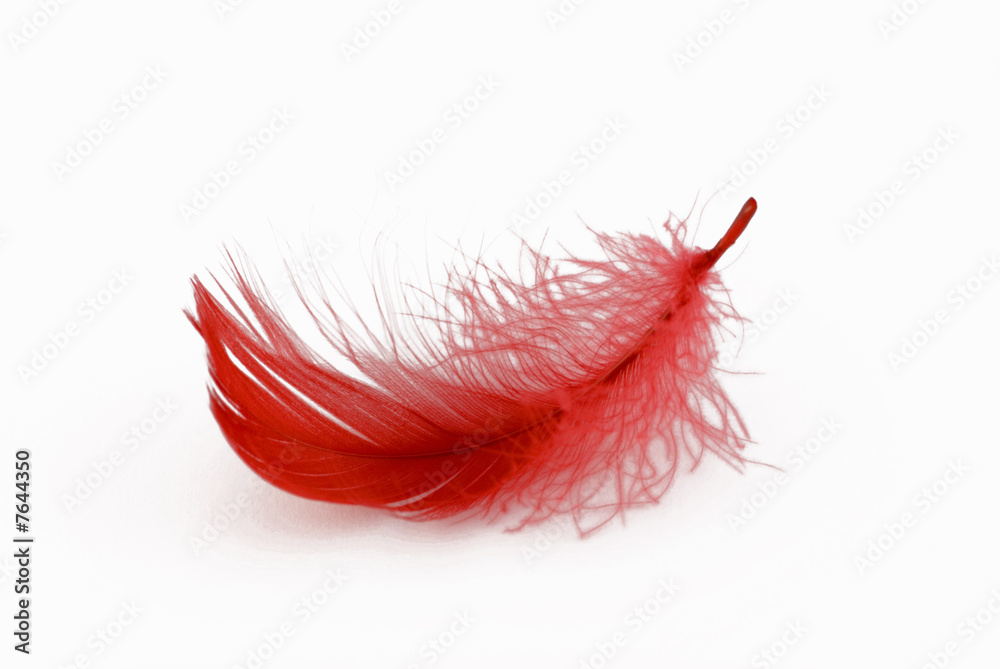 feather