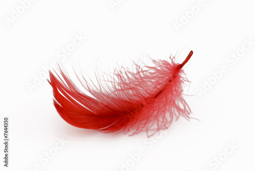Obraz na płótnie feather w salonie