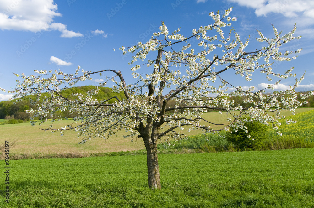 Kirschbaum im Feld, reich blühend im Abendlicht Kirschbaum im Feld, reich blühend im Abendlicht