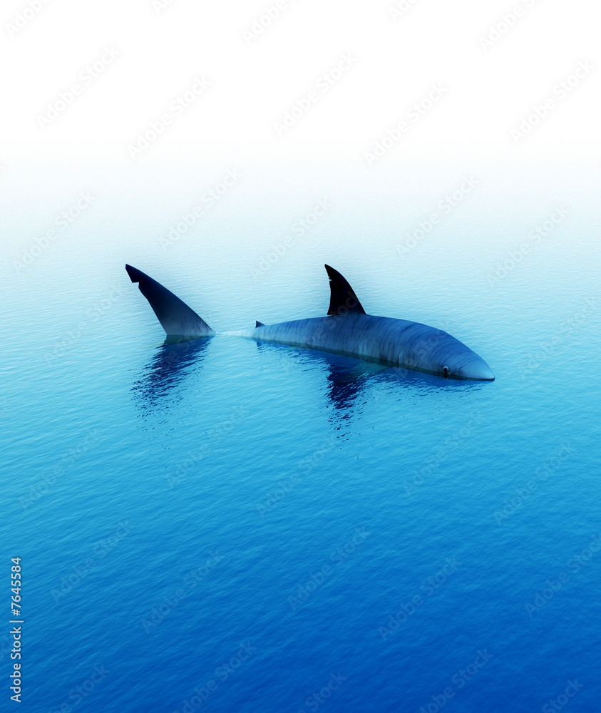 Fototapeta premium Shark 2