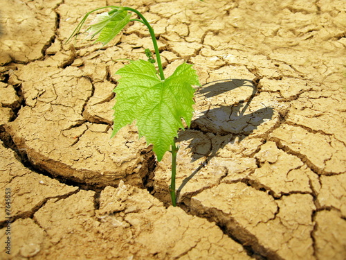 lonely plant photo