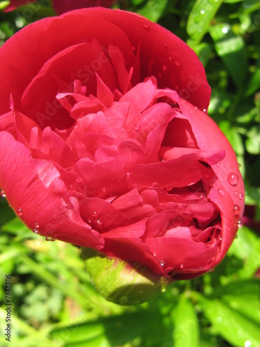 pivoine photo