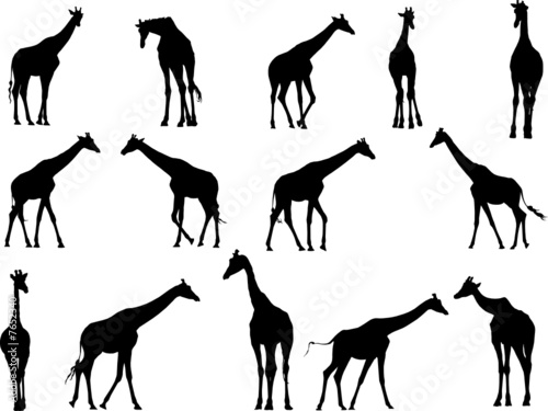 giraffe vector  silhouette collection for designers