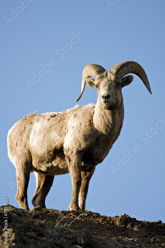 bighorn sheep atop cliff in Wyoming against blue sky