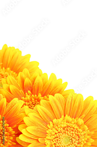 flowers background isolated