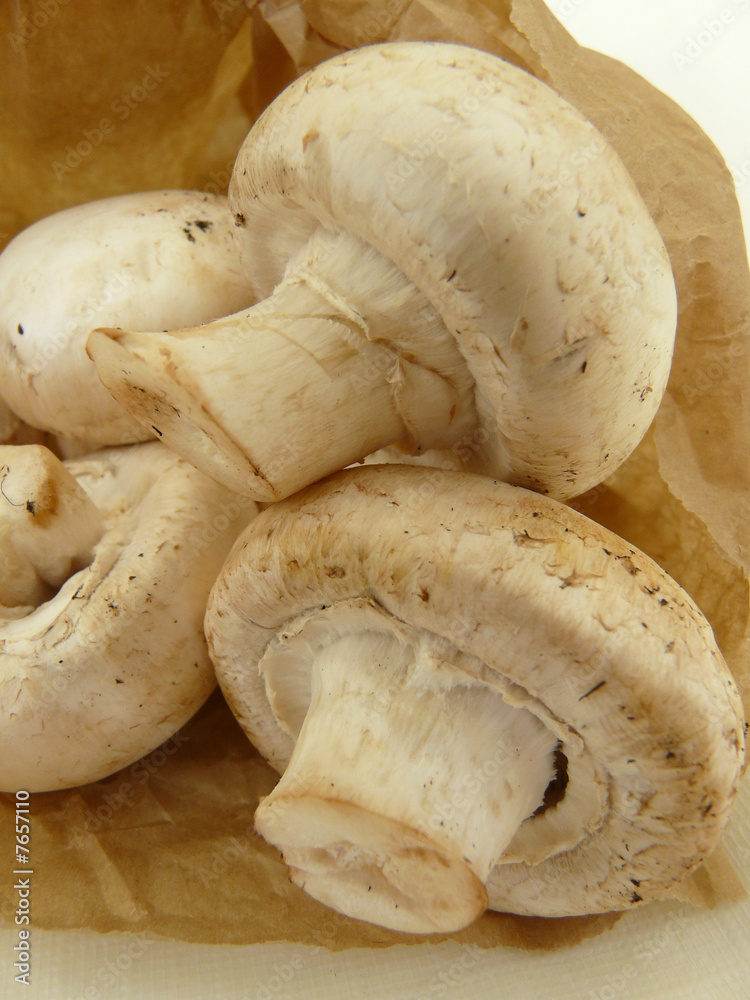 Champignon Champignon