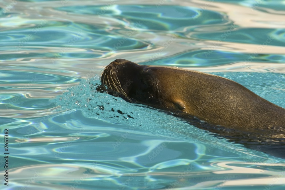 Obraz premium Otarie de spectacle
