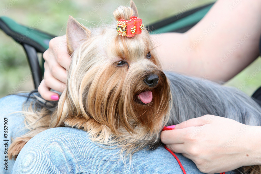 yorkshire terrier