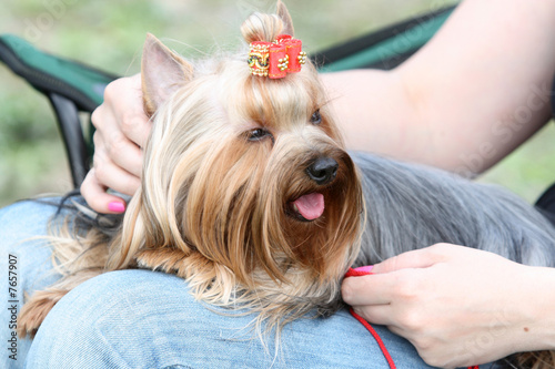 Obraz na płótnie yorkshire terrier w salonie