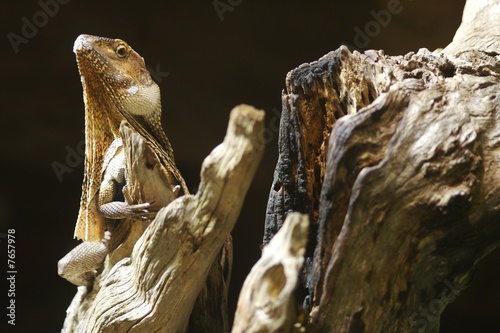 Frilled Neck Lizard © Kitch Bain