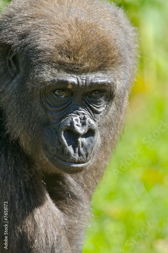 Western Lowland Gorillas © Kitch Bain