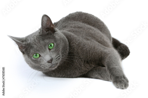 Russian blue cat over white background