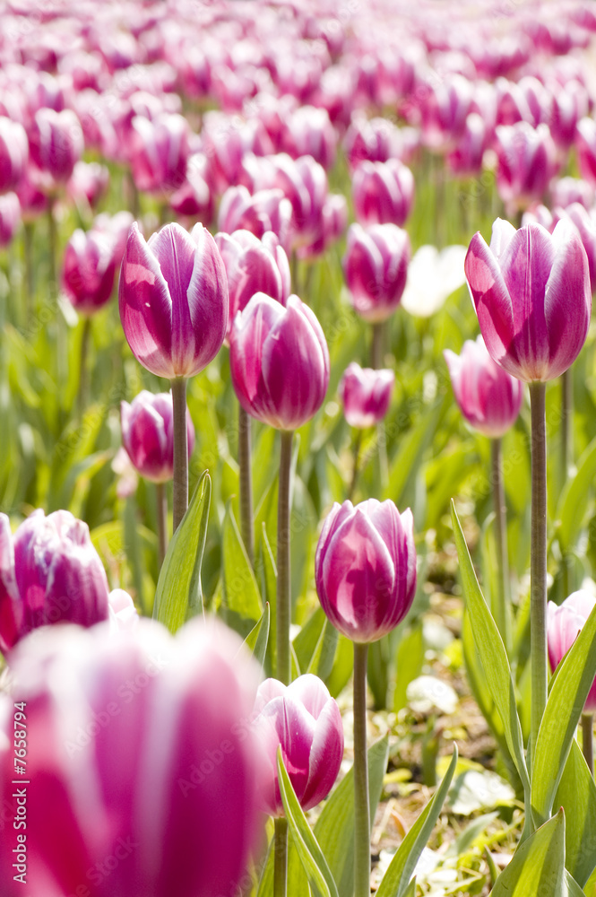 garden tulip garden tulip
