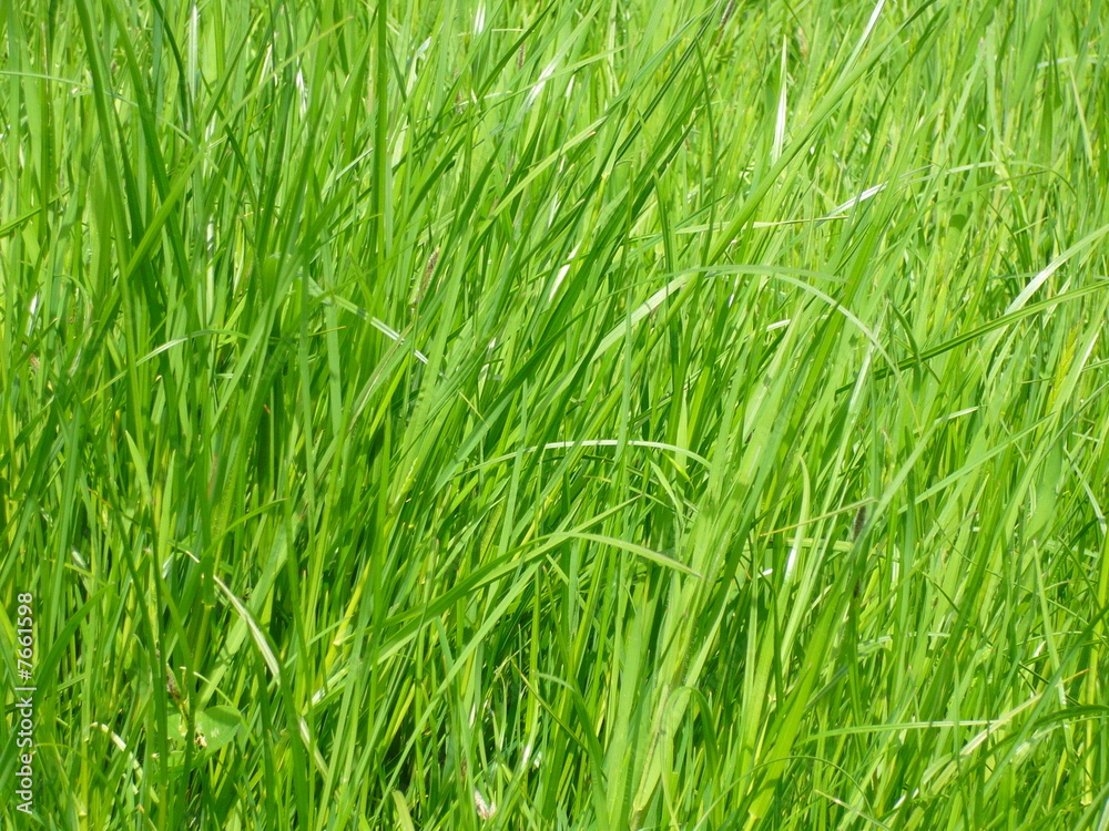 herbe verte gros plan herbe verte gros plan