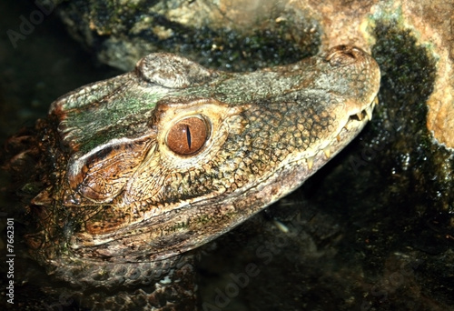 фотографія Crocodile