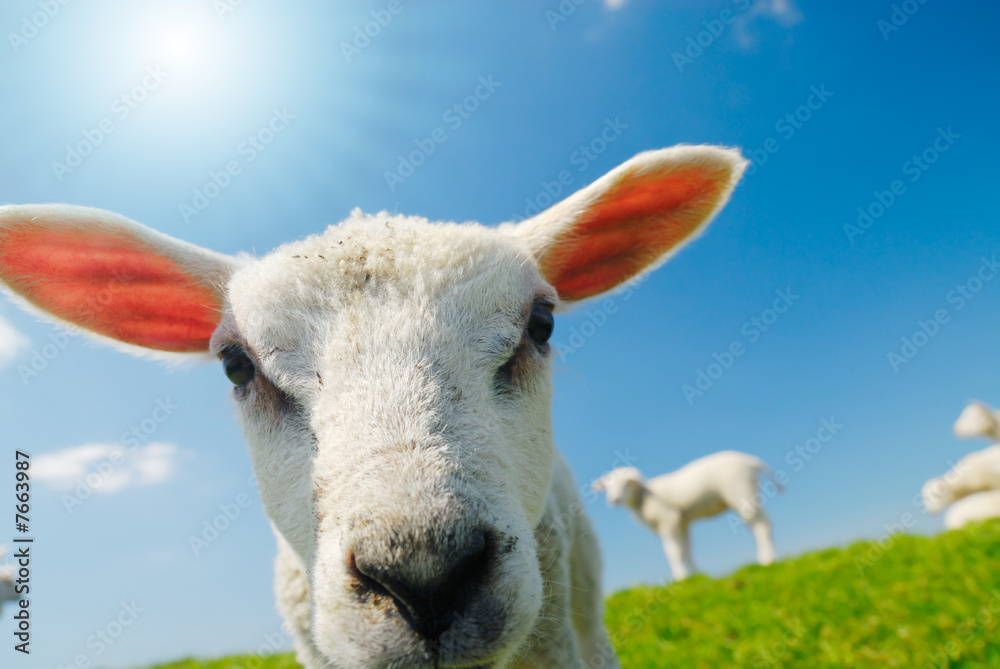 Naklejka premium lamb in spring