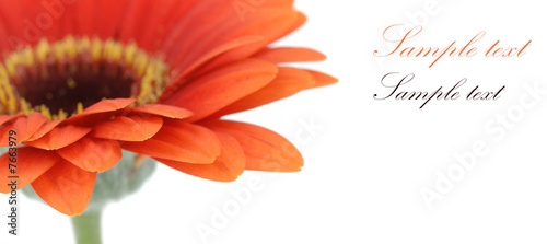 Isolated flower