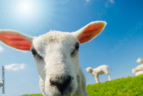 lamb in spring