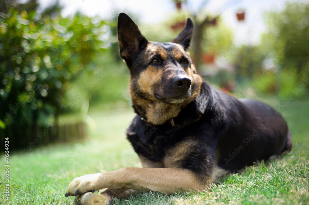 Dog playing in garden