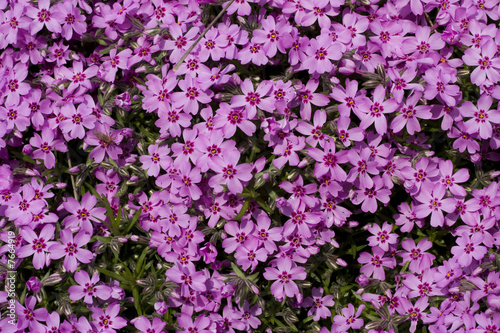 Fototapeta Naklejka Na Ścianę i Meble -  little pink flowers
