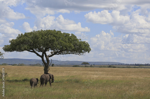 Elephant's in the serengeti photo