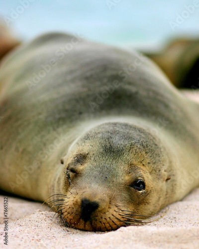 Galapagos Sea Lion