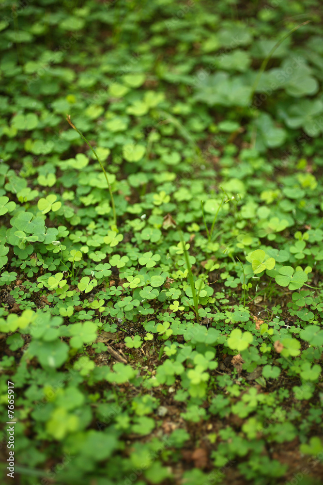 4 Leaf-Clover Forest