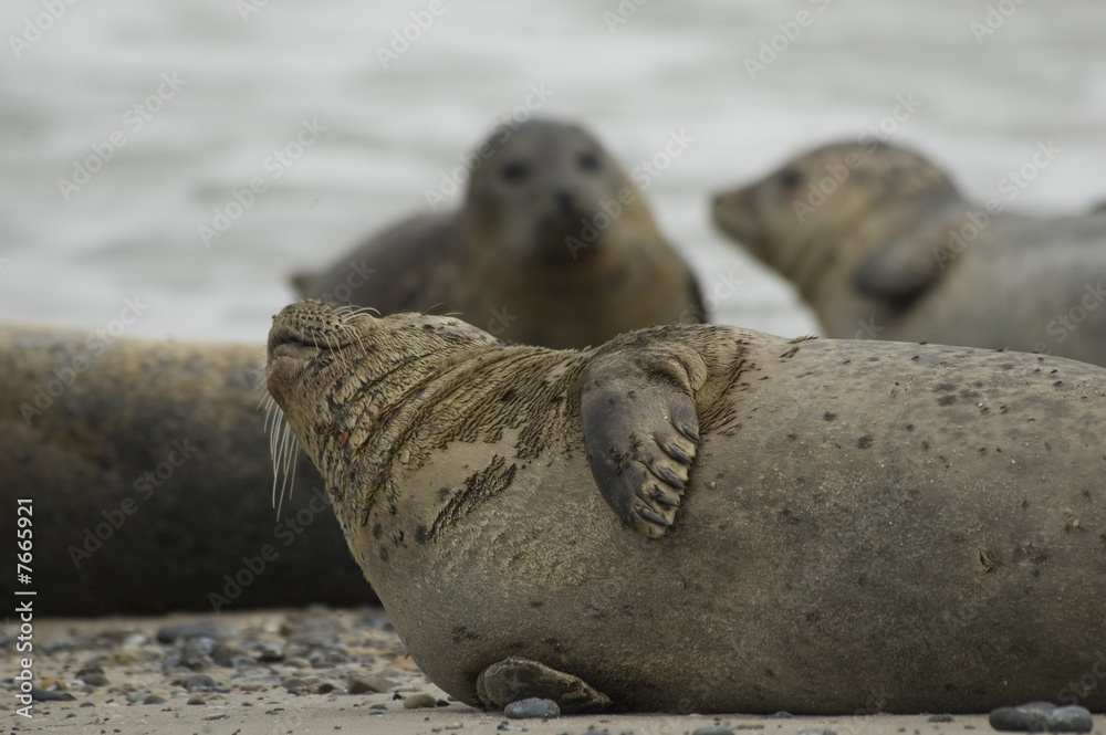 Fototapeta premium Seehund