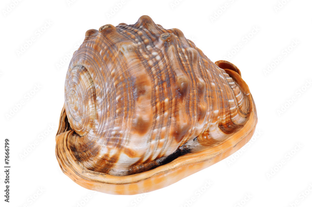 Big sea conch Big sea conch