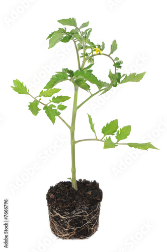 Young tomato plant