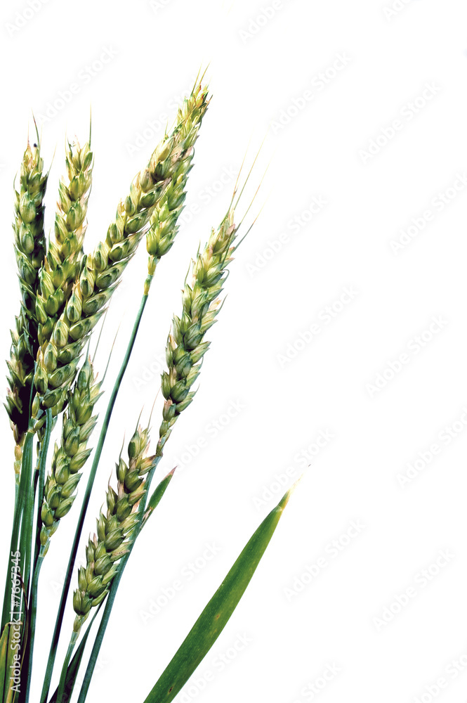 Winter Wheat Winter Wheat