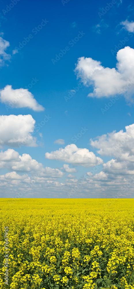 Yellow field of rape crop with blue sky above Yellow field of rape crop with blue sky above