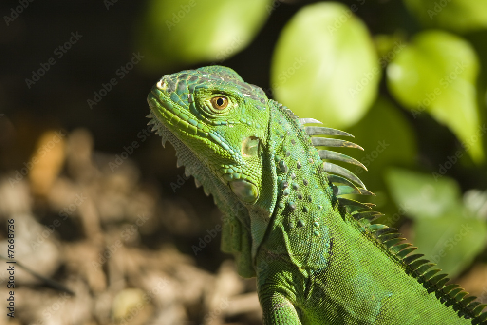 Fototapeta premium Green Iguana