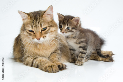 Fototapeta Naklejka Na Ścianę i Meble -  Cats Family