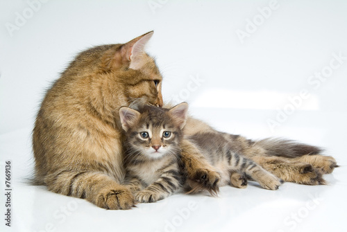 Cuadro en lienzo Cats Family