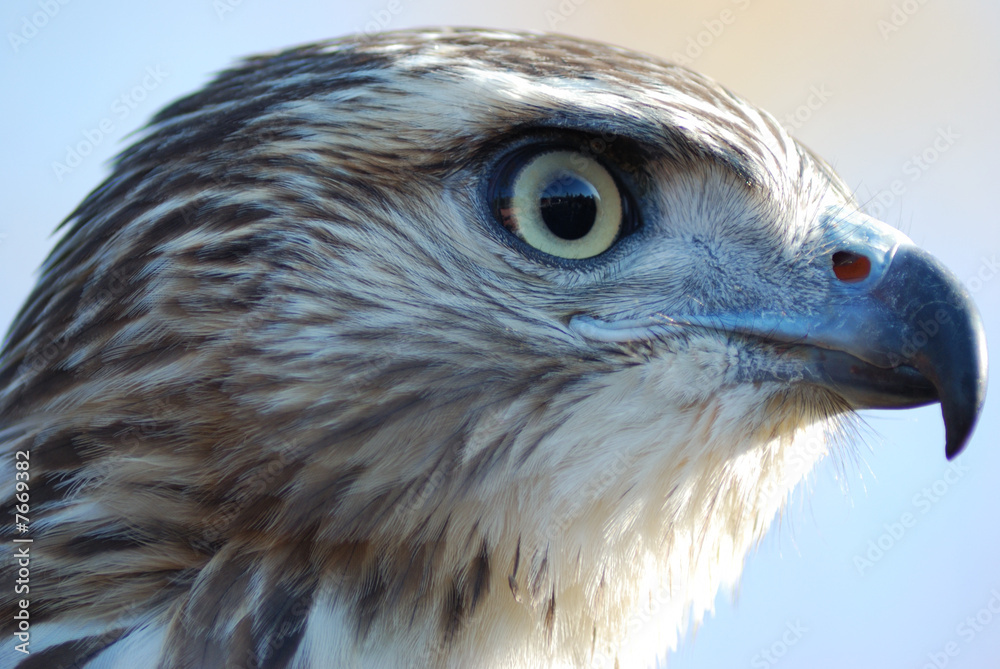 Naklejka premium Falcon