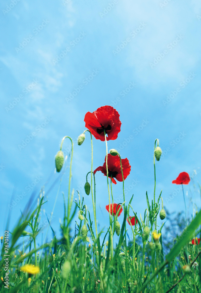 Fototapeta premium coquelicot en contre plongée