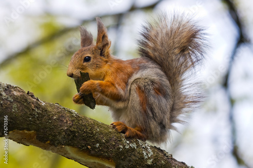 Hungry squirrel © Maslov Dmitry