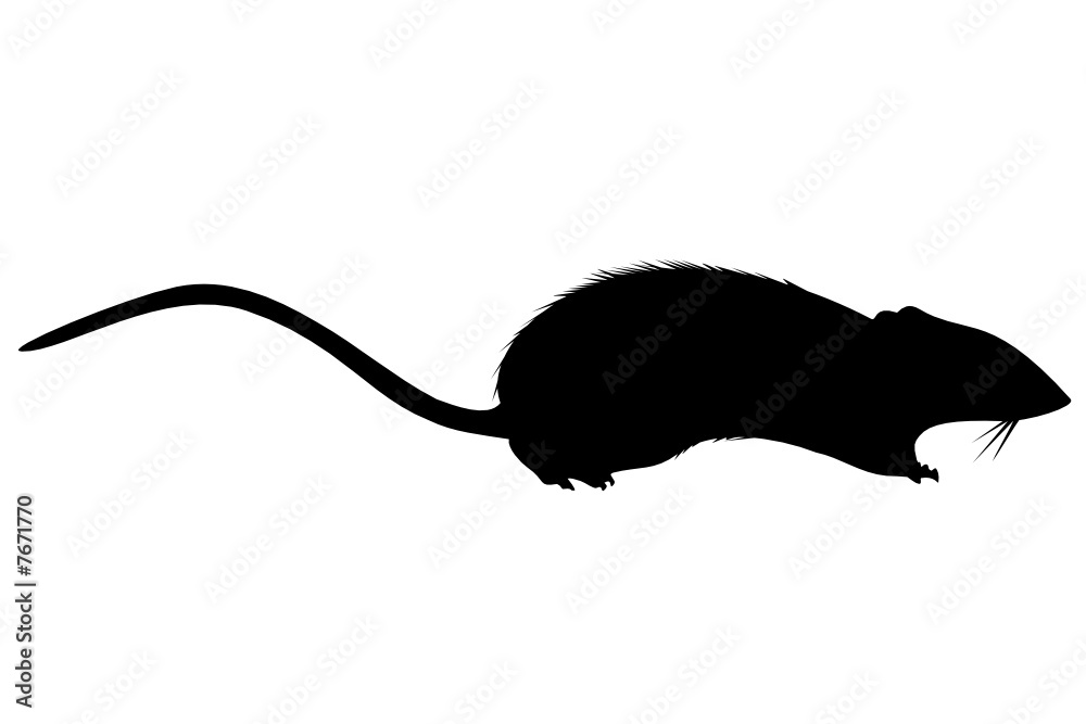 Rat one Adobe Stock