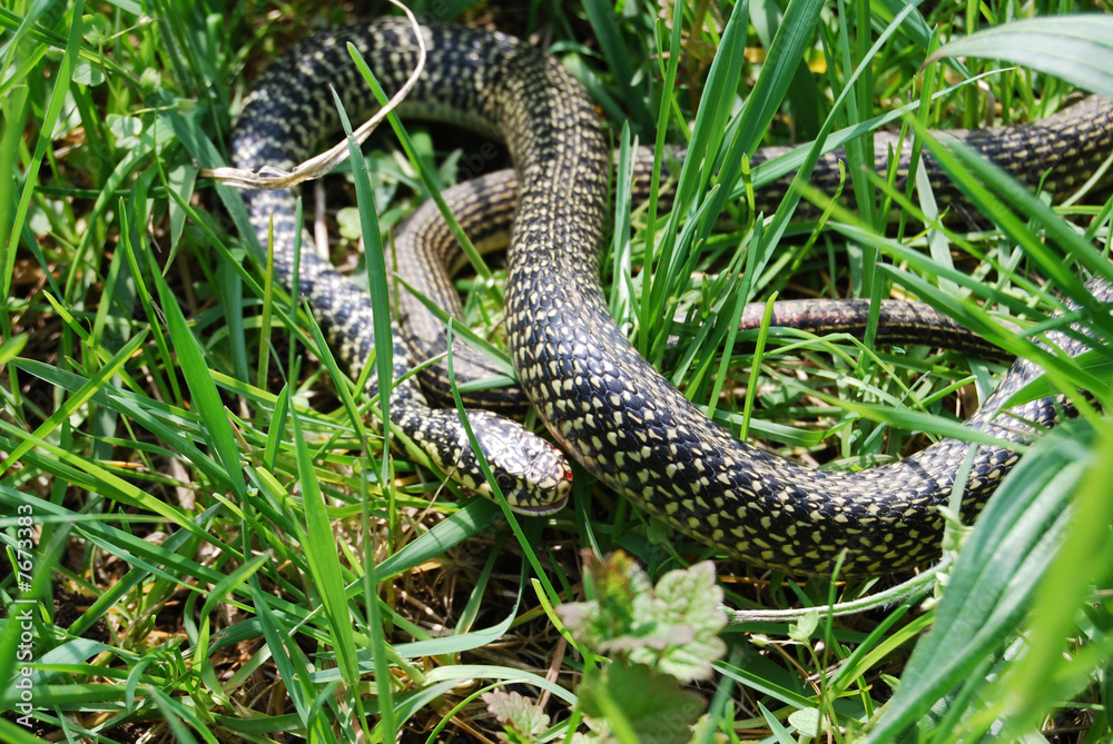Fototapeta premium Couleuvre jaune