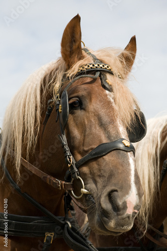 horse