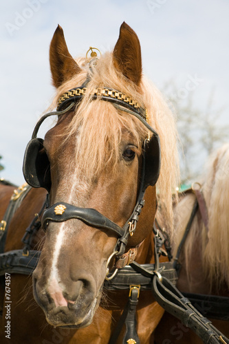 Horse