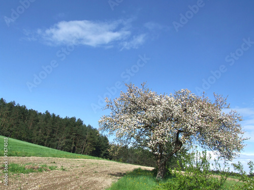 Apple tree in the springtime