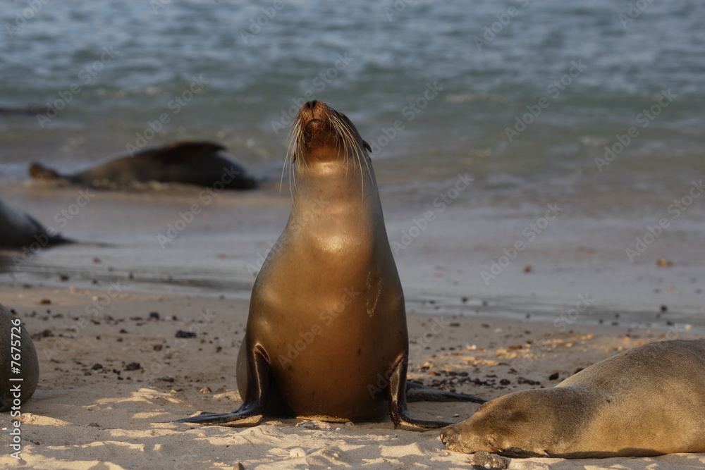 Fototapeta premium Seal, Galapagos