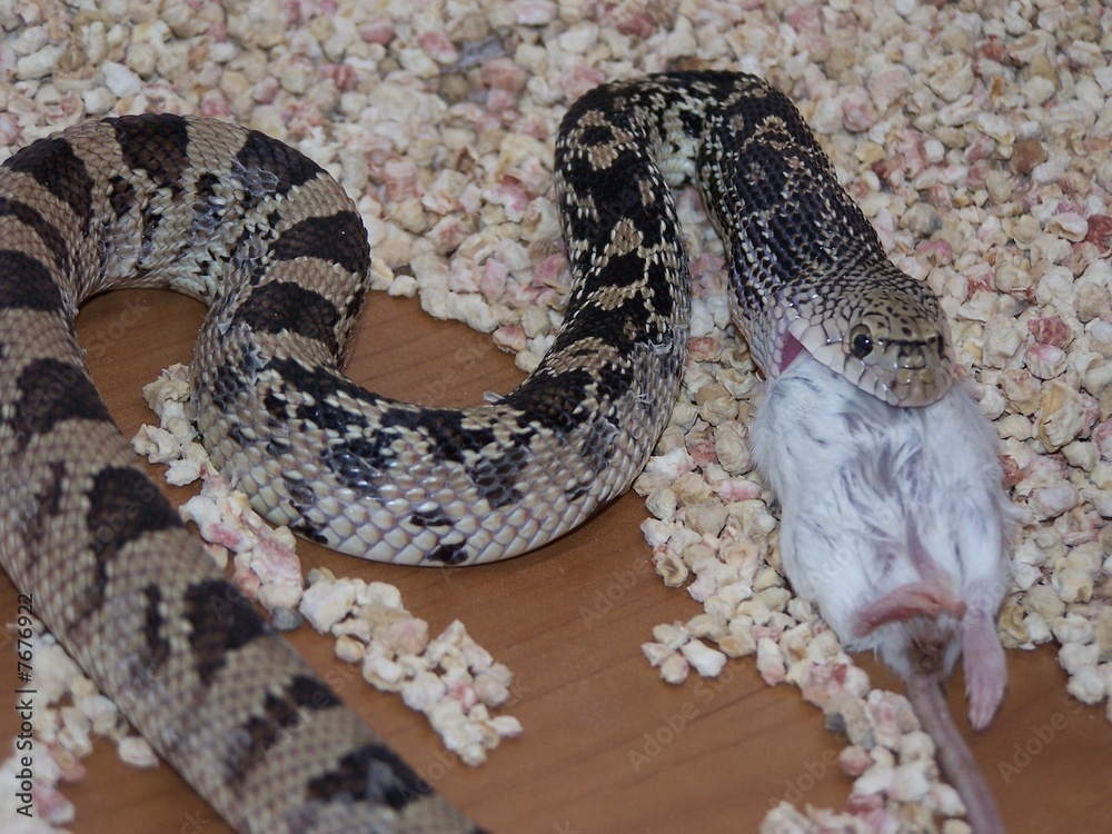 Naklejka premium unlucky mouse