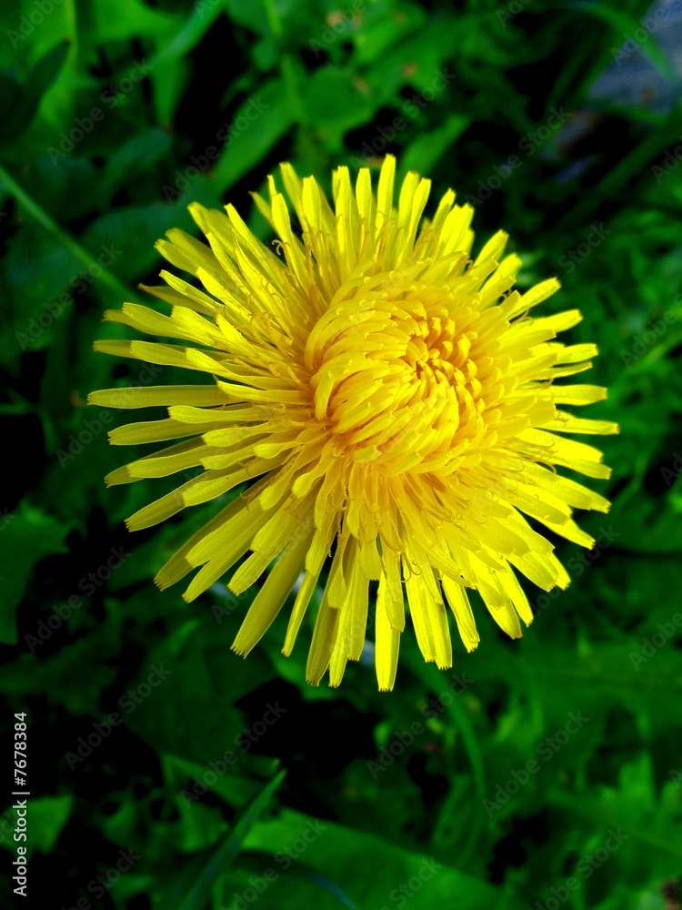 Spring plants. dandelion